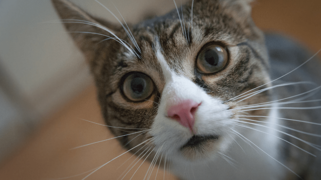 a gray cat looking up at the camera