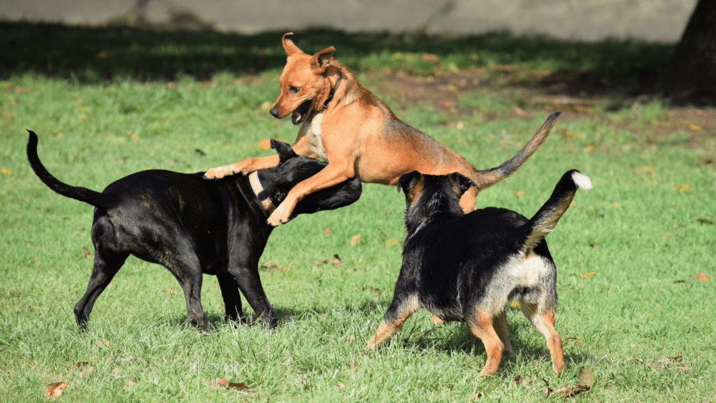 a group of dogs sitting in a circle on the grass