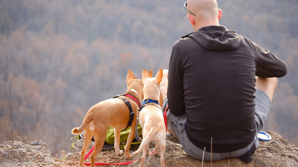 a person and a dog on a mountain