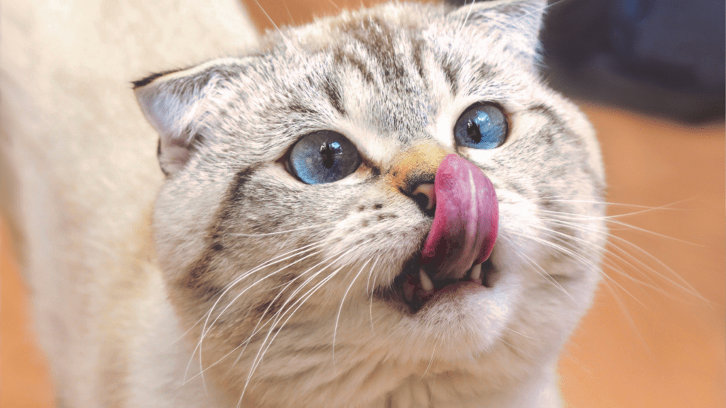 a person holding a piece of food in front of a cat