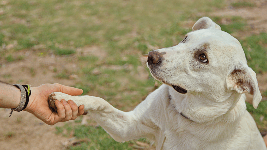 a person holding the paw of a dog