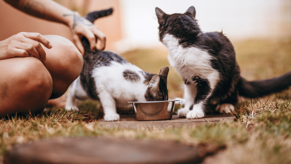 a person is petting a black and white cat