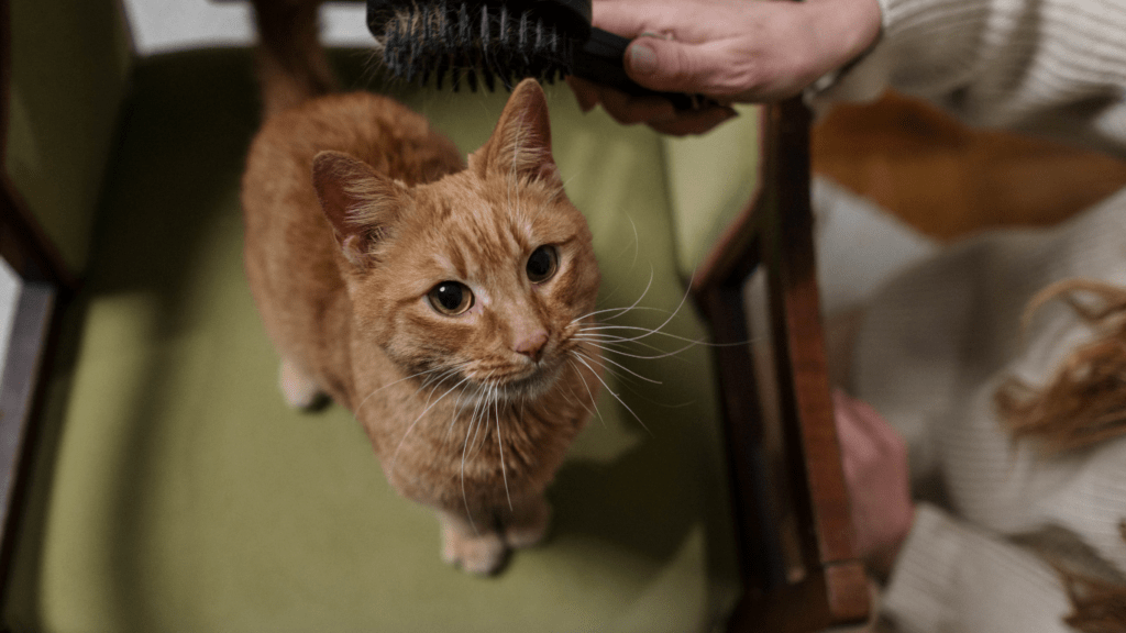 a person is petting a cat while sitting on a chair