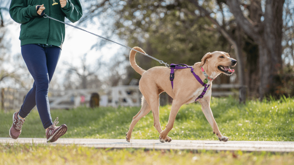 a person walking a dog on a leash