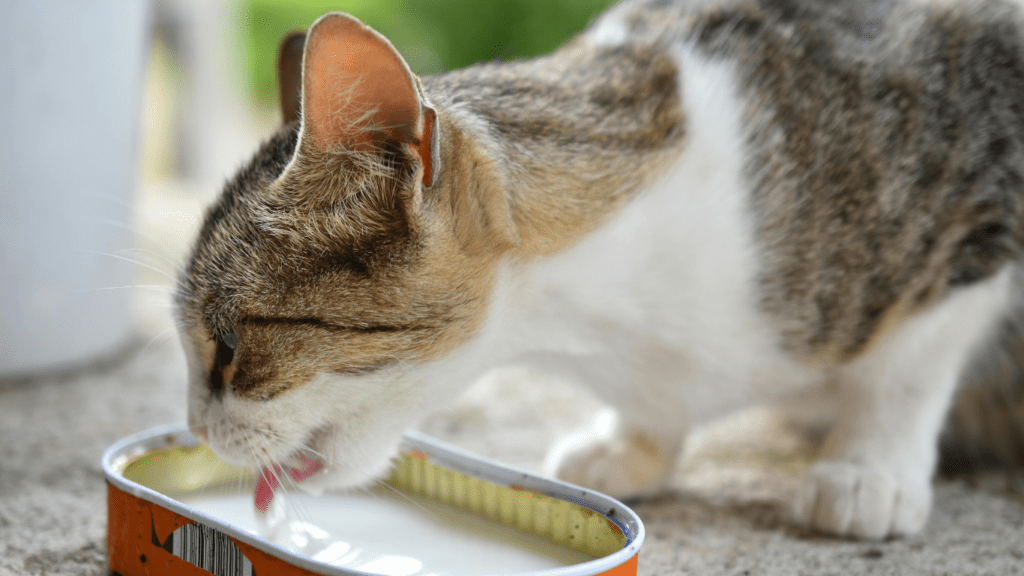 a tabby cat drinking water from a bowl