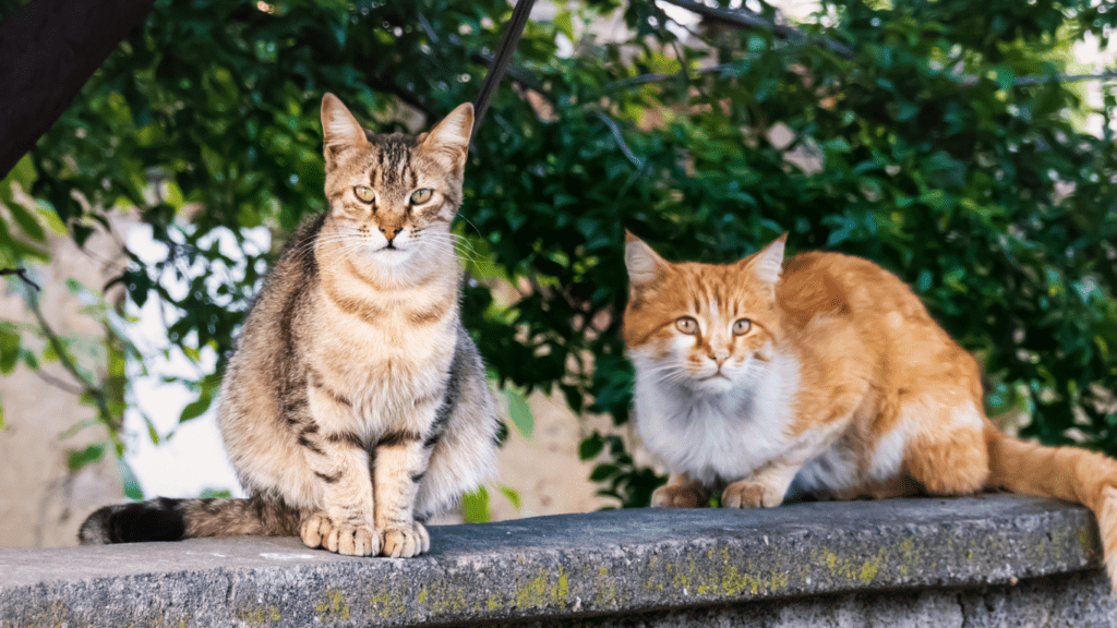 an orange cat sitting on the top