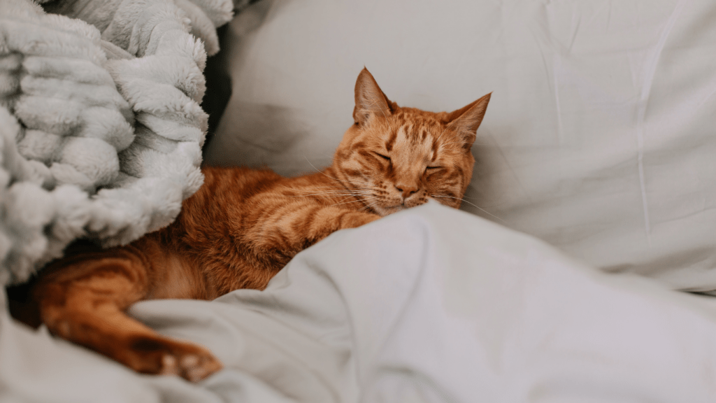 an orange tabby cat sleeping in a fluffy white bed