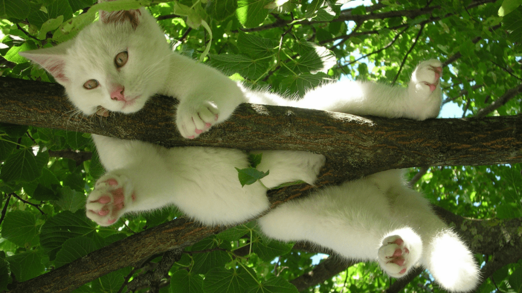 cat is perched on top of a tree branch