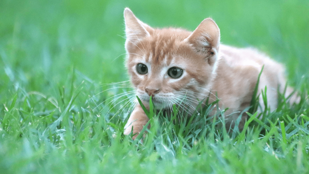 cat with blue eyes laying in the grass