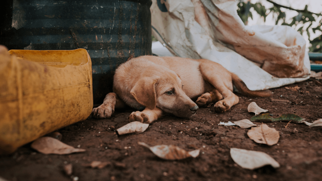 dog laying on the ground