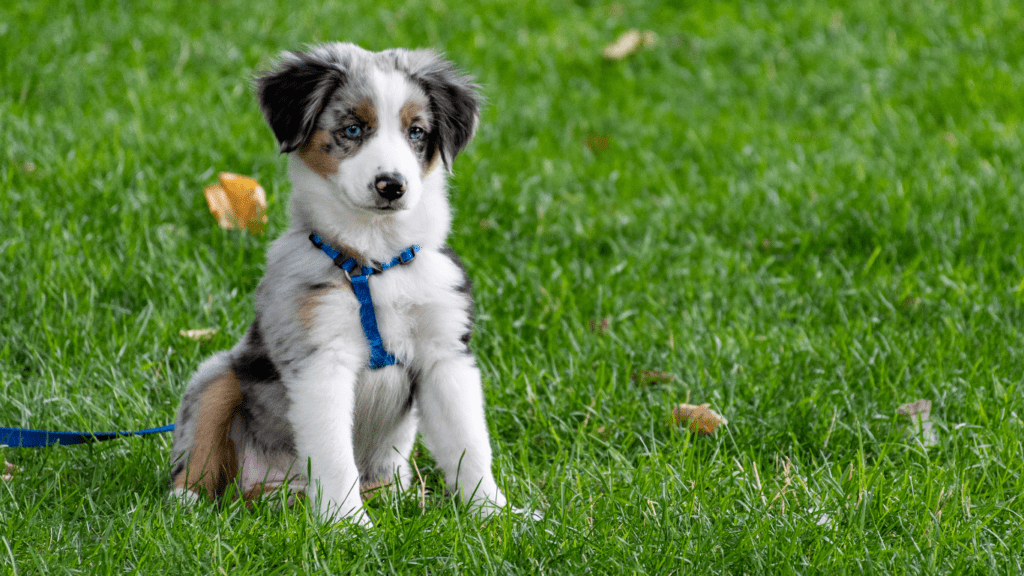 dog sitting on the grass