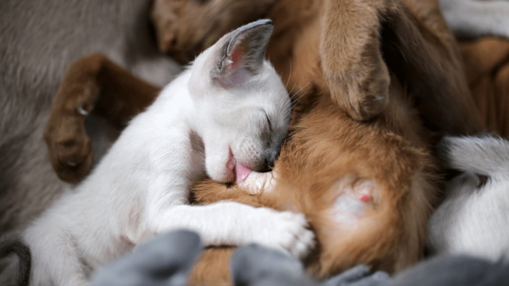 image of a cat drinking a milk