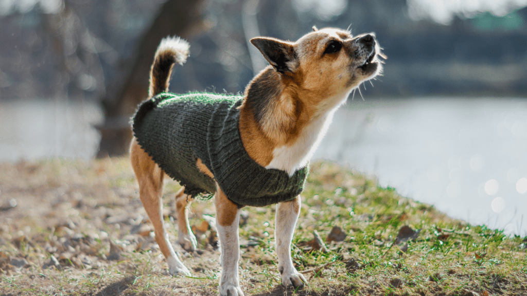 image of a dog barking