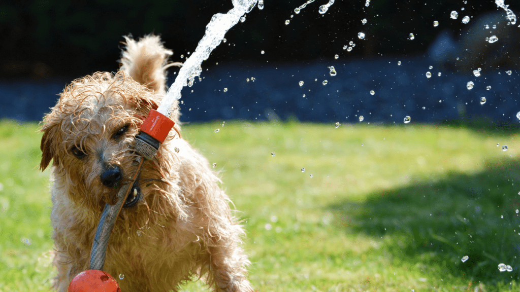 image of a dog playing outside