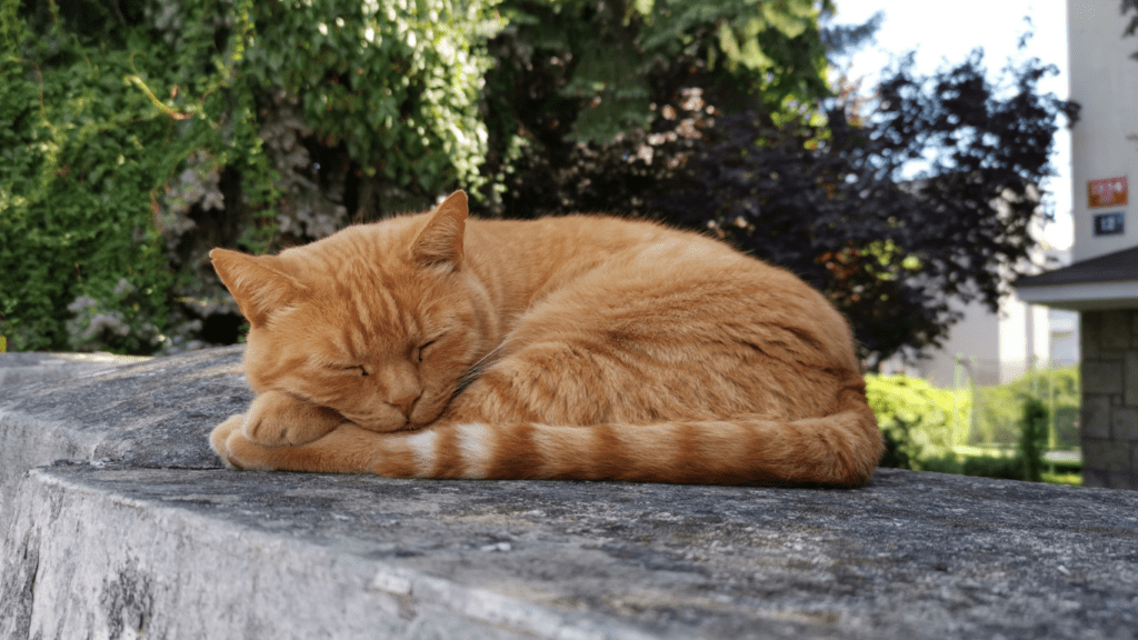 image of a sleeping cat