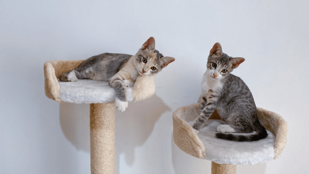 two cats playing on a cat tree in a room