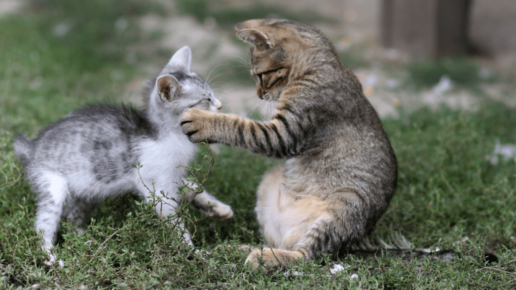 two cats playing with each other in the grass