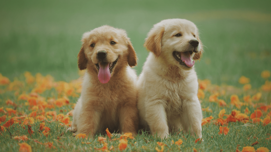 two puppies running in the grass on a sunny day