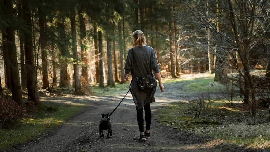 woman, dog, walk, trail, path, forest, nature, walking, animal, trees, walking dog, pet, leisure