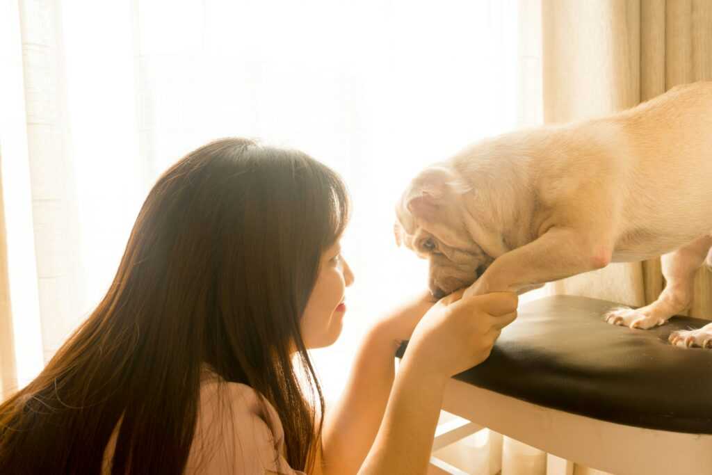 compulsive pet behavior