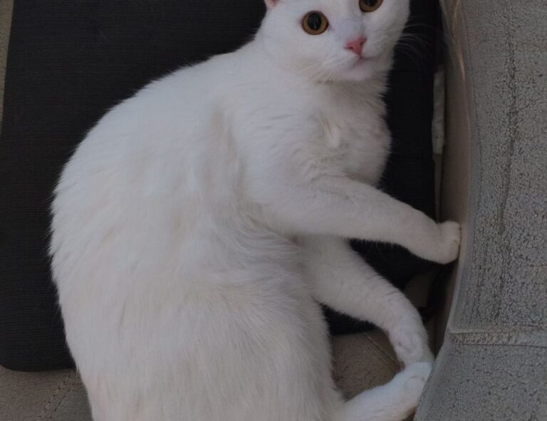 genboostermark software