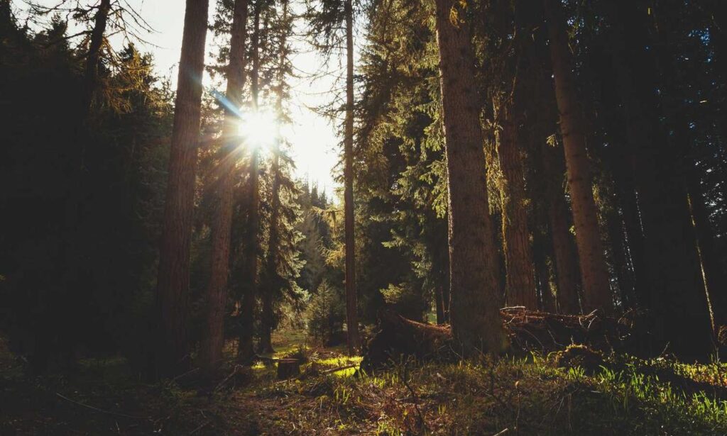 how is tuzialadu hotel management