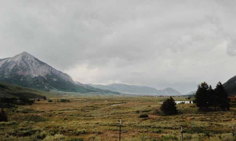 infoguide for birds llblogpet