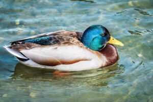 infoguide for kittens llblogpet