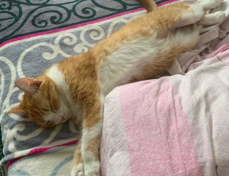 pet advice llblogpet