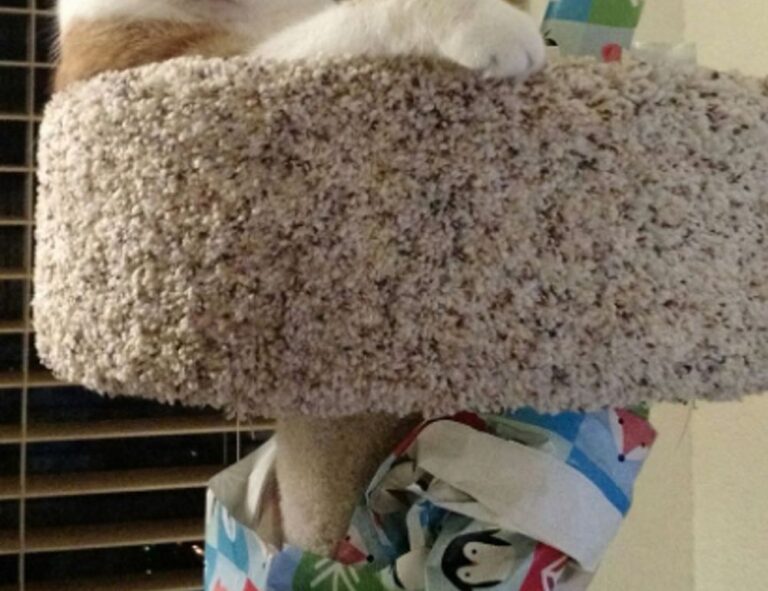 why updating immorpos35.3 software is important