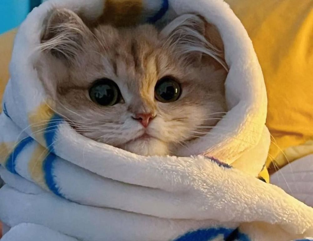 80 dlls a pesos mexicanos