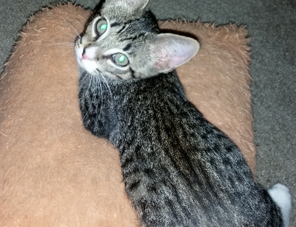 cast of do you love me, captain?