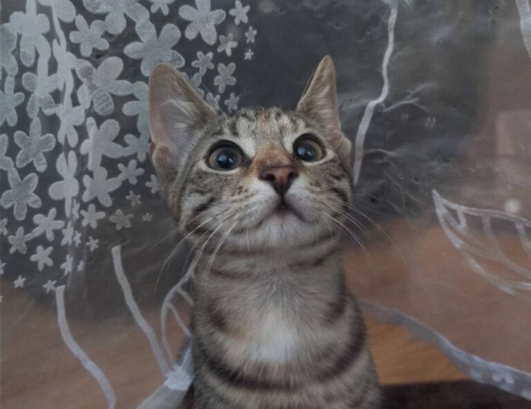 leo movie download tamilrockers