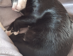 mr heang update fake