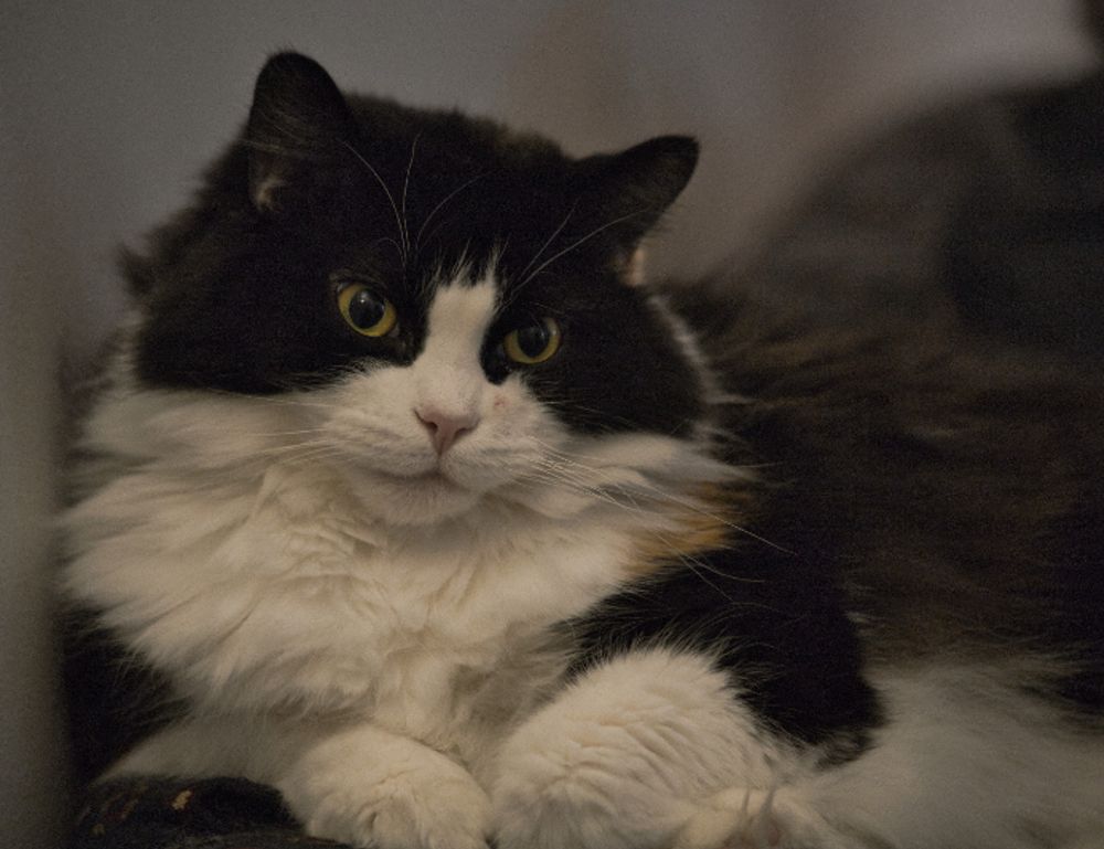 photo dance apk premium