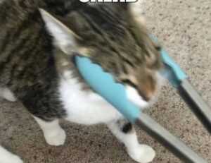 riderkoo roblox skin