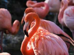 Infoguide for Birds Llblogpet