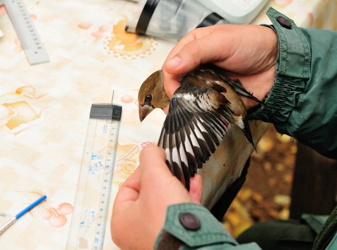 Infoguide for Birds Llblogpet