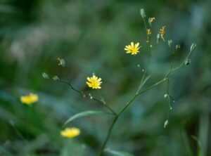 Llblogpet Advice for Birds From Lovelolablog