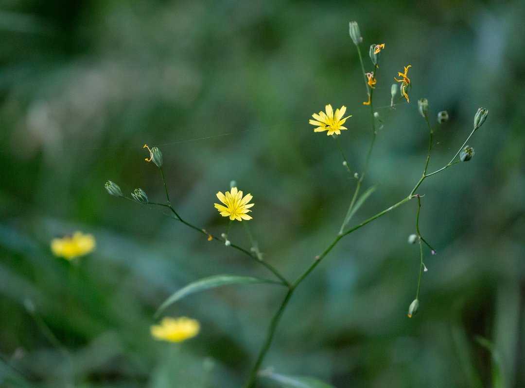 Llblogpet Advice for Birds From Lovelolablog