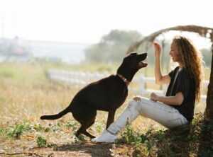 Llblogpet Advice for Dogs by Lovelolablog